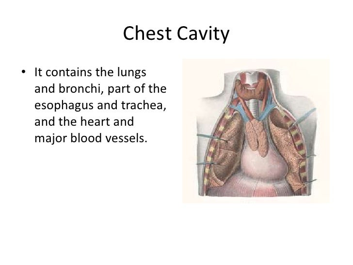 Chest Cavity