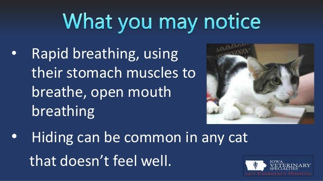 Feline Pneumonia
