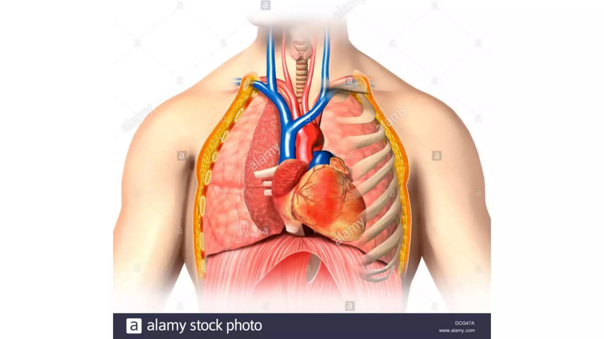 Chest Injuries.pptx
