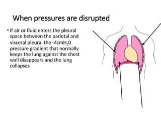 When pressures are disrupted
• If air or fluid enters the pleural
space between the parietal and
visceral pleura, the -4cmH20
pressure gradient that normally
keeps the lung against the chest
wall disappears and the lung
collapses
44
 