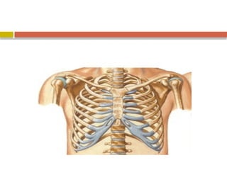 Chest Spring Positive chestinjury, Causes and risk factors, signa and symptoms, diagnostic ...