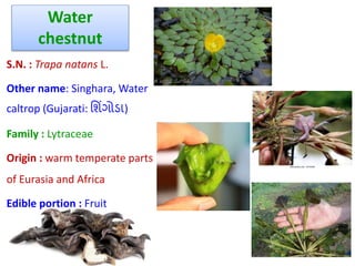 Water
chestnut
S.N. : Trapa natans L.
Other name: Singhara, Water
caltrop (Gujarati: શ િંગોડા)
Family : Lytraceae
Origin : warm temperate parts
of Eurasia and Africa
Edible portion : Fruit
 