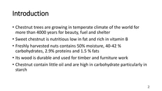Chestnut production | PPTX