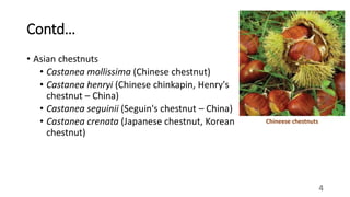 Chestnut production | PPTX