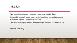 chestnut .ppt