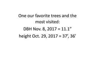 One our favorite trees and the
most visited:
DBH Nov. 8, 2017 = 11.1”
height Oct. 29, 2017 = 37’, 36’
 