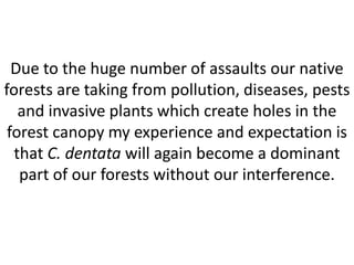 Due to the huge number of assaults our native
forests are taking from pollution, diseases, pests
and invasive plants which create holes in the
forest canopy my experience and expectation is
that C. dentata will again become a dominant
part of our forests without our interference.
 