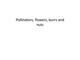 Pollinators, flowers, burrs and
nuts
 