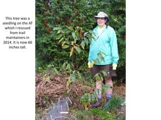 This tree was a
seedling on the AT
which I rescued
from trail
maintainers in
2014. It is now 60
inches tall.
 