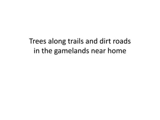 Trees along trails and dirt roads
in the gamelands near home
 