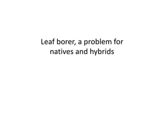 Leaf borer, a problem for
natives and hybrids
 