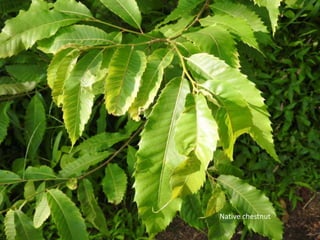 Native chestnut
 