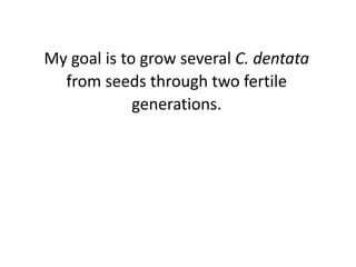 My goal is to grow several C. dentata
from seeds through two fertile
generations.
 