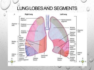LUNGLOBESAND SEGMENTS
 