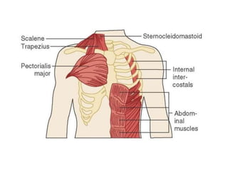 Chest physiotherapy, | PPTX
