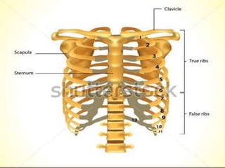 Techniques of chest physiotherapy and it's importance | PPT