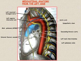Heart
Descending thoracic aorta
Main pulmonary artery
Internal thoracic vessels
Left superior
intercostal vein Aortic arch
Sympathetic chain
Left recurrent
laryngeal nerve
B
V
V
MEDIASTINAL ANATOMY
FROM THE LEFT SIDE
Left pulmonary veins
Left main stem bronchus
 