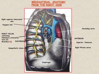 MEDIASTINAL ANATOMY
FROM THE RIGHT SIDE
ANTERIOR
POSTERIOR
Diaphragm
Azygous vein
Sympathetic chain
Right superior intercostal
vein
Ascending aorta
Superior Venacava
RIGHT HILUM
containing
Pulmonary artery(A))
Vein (V)
Bronchus (B)
Right Phrenic nerve
A V
B
 