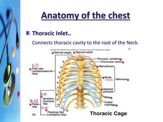 Anatomy of the chest 
Thoracic Inlet.. 
Connects thoracic cavity to the root of the Neck. 
 
