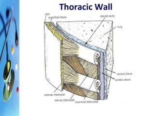 Thoracic Wall 
 