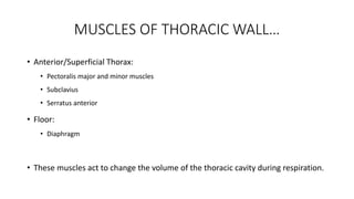 MUSCLES OF THORACIC WALL…
• Anterior/Superficial Thorax:
• Pectoralis major and minor muscles
• Subclavius
• Serratus anterior
• Floor:
• Diaphragm
• These muscles act to change the volume of the thoracic cavity during respiration.
 