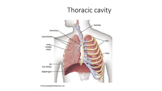 Thoracic cavity
 