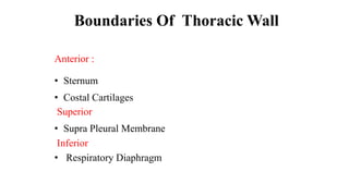 Boundaries Of Thoracic Wall
Anterior :
• Sternum
• Costal Cartilages
Superior
• Supra Pleural Membrane
Inferior
• Respiratory Diaphragm
 