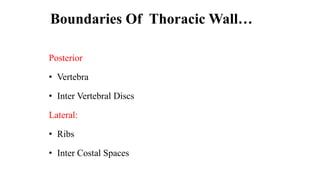 Boundaries Of Thoracic Wall…
Posterior
• Vertebra
• Inter Vertebral Discs
Lateral:
• Ribs
• Inter Costal Spaces
 