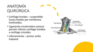 ANATOMÍA
QUIRÚRGICA
• Cartílago tiroides – suspendido
hueso hioides por membrana
tiroihioidea.
• Ligamento cricotiroideo conecta
porción inferior cartílago tiroideo
a cartílago cricoides.
• Inferiormente – primer anillo
traqueal.
 