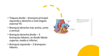 • Tráquea divide – bronquio principal
izquierdo y derecho a nivel ángulo
esternal T4.
• Bronquio derecho más ancho, corto
y vertical.
• Bronquio derecho divide – 3
bronquios lobares; se divide lóbulo
superior, medio e inferior;
• Bronquio izquierdo – 2 bronquios
lobares.
 