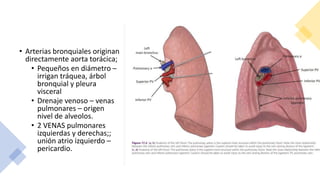 • Arterias bronquiales originan
directamente aorta torácica;
• Pequeños en diámetro –
irrigan tráquea, árbol
bronquial y pleura
visceral
• Drenaje venoso – venas
pulmonares – origen
nivel de alveolos.
• 2 VENAS pulmonares
izquierdas y derechas;;
unión atrio izquierdo –
pericardio.
 