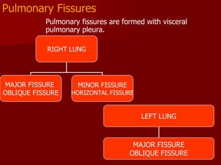 Pulmonary Fissures
Pulmonary fissures are formed with visceral
pulmonary pleura.
RIGHT LUNG

MAJOR FISSURE
OBLIQUE FISSURE

MINOR FISSURE

HORIZONTAL FISSURE

LEFT LUNG

MAJOR FISSURE
OBLIQUE FISSURE

 
