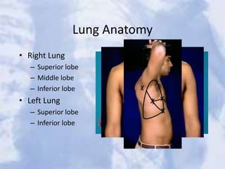 Lung Anatomy
• Right Lung
– Superior lobe
– Middle lobe
– Inferior lobe
• Left Lung
– Superior lobe
– Inferior lobe
 