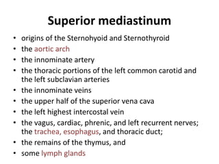 Superior mediastinum
•   origins of the Sternohyoid and Sternothyroid
•   the aortic arch
•   the innominate artery
•   the thoracic portions of the left common carotid and
    the left subclavian arteries
•   the innominate veins
•   the upper half of the superior vena cava
•   the left highest intercostal vein
•   the vagus, cardiac, phrenic, and left recurrent nerves;
    the trachea, esophagus, and thoracic duct;
•   the remains of the thymus, and
•   some lymph glands
 