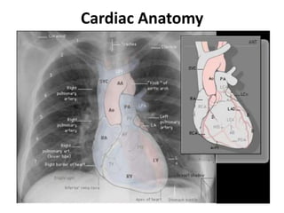 Cardiac Anatomy
 