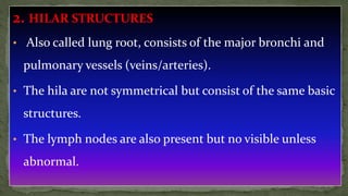 2. HILAR STRUCTURES
• Also called lung root, consists of the major bronchi and
pulmonary vessels (veins/arteries).
• The hila are not symmetrical but consist of the same basic
structures.
• The lymph nodes are also present but no visible unless
abnormal.
 