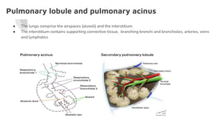 Pulmonary lobule and pulmonary acinus
● The lungs comprise the airspaces (alveoli) and the interstitium.
● The interstitium contains supporting connective tissue, branching bronchi and bronchioles, arteries, veins
and lymphatics
 