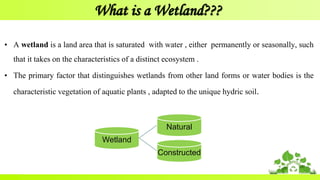 What is a Wetland???
• A wetland is a land area that is saturated with water , either permanently or seasonally, such
that it takes on the characteristics of a distinct ecosystem .
• The primary factor that distinguishes wetlands from other land forms or water bodies is the
characteristic vegetation of aquatic plants , adapted to the unique hydric soil.
Wetland
Natural
Constructed
 