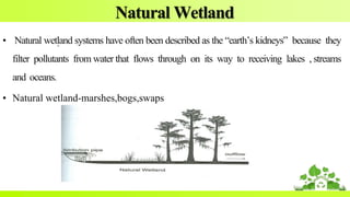 .
Natural Wetland
• Natural wetland systems have often been described as the “earth’s kidneys” because they
filter pollutants from water that flows through on its way to receiving lakes , streams
and oceans.
• Natural wetland-marshes,bogs,swaps
 