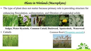 Plants in Wetlands (Macrophytes)
• The type of plant does not matter because primary role is providing structure for
enhancing flocculation, sedimentation, and filtration of suspended solids
Sedges, Water Hyacinth, Common Cattail, Duckweed, Spatterdock, Waterweed
• Cattails Common Reed (Phragmites australis)
 
