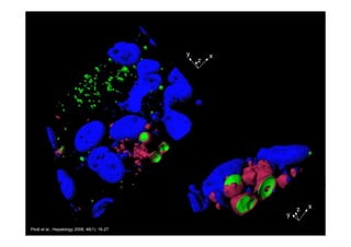 y       x
                                                   z




                                                               z   x
                                                           y

Piodi et al., Hepatology 2008, 48(1): 16-27.
 