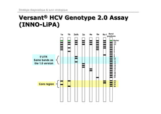 Stratégie diagnostique & suivi virologique


Versant® HCV Genotype 2.0 Assay
       ®

(INNO-LiPA)
(INNO-LiPA)
 