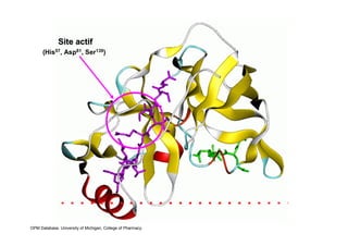 Site actif
      (His57, Asp81, Ser139)




OPM Database, University of Michigan, College of Pharmacy.
 