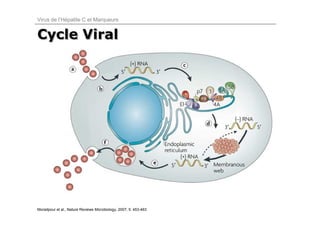 Virus de l’Hépatite C et Marqueurs


Cycle Viral




Moradpour et al., Nature Reviews Microbiology, 2007; 5: 453-463
 