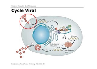 Virus de l’Hépatite C et Marqueurs


Cycle Viral




Moradpour et al., Nature Reviews Microbiology, 2007; 5: 453-463
 