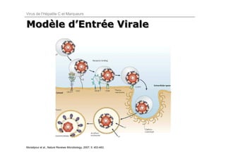 Virus de l’Hépatite C et Marqueurs


Modèle d’Entrée Virale
Modèle d’Entrée




Moradpour et al., Nature Reviews Microbiology, 2007; 5: 453-463.
 