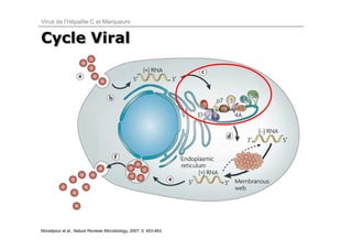 Virus de l’Hépatite C et Marqueurs


Cycle Viral




Moradpour et al., Nature Reviews Microbiology, 2007; 5: 453-463.
 