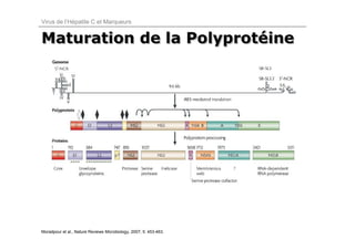 Virus de l’Hépatite C et Marqueurs


Maturation de la Polyprotéine
                 Polyprotéine




Moradpour et al., Nature Reviews Microbiology, 2007; 5: 453-463.
 