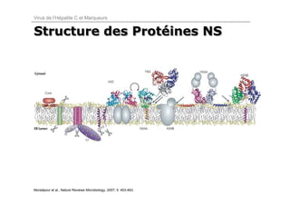 Virus de l’Hépatite C et Marqueurs


Structure des Protéines NS
              Protéines




Moradpour et al., Nature Reviews Microbiology, 2007; 5: 453-463.
 