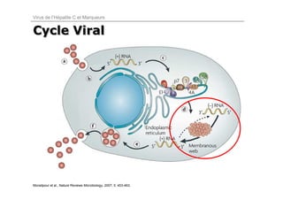 Virus de l’Hépatite C et Marqueurs


Cycle Viral




Moradpour et al., Nature Reviews Microbiology, 2007; 5: 453-463.
 